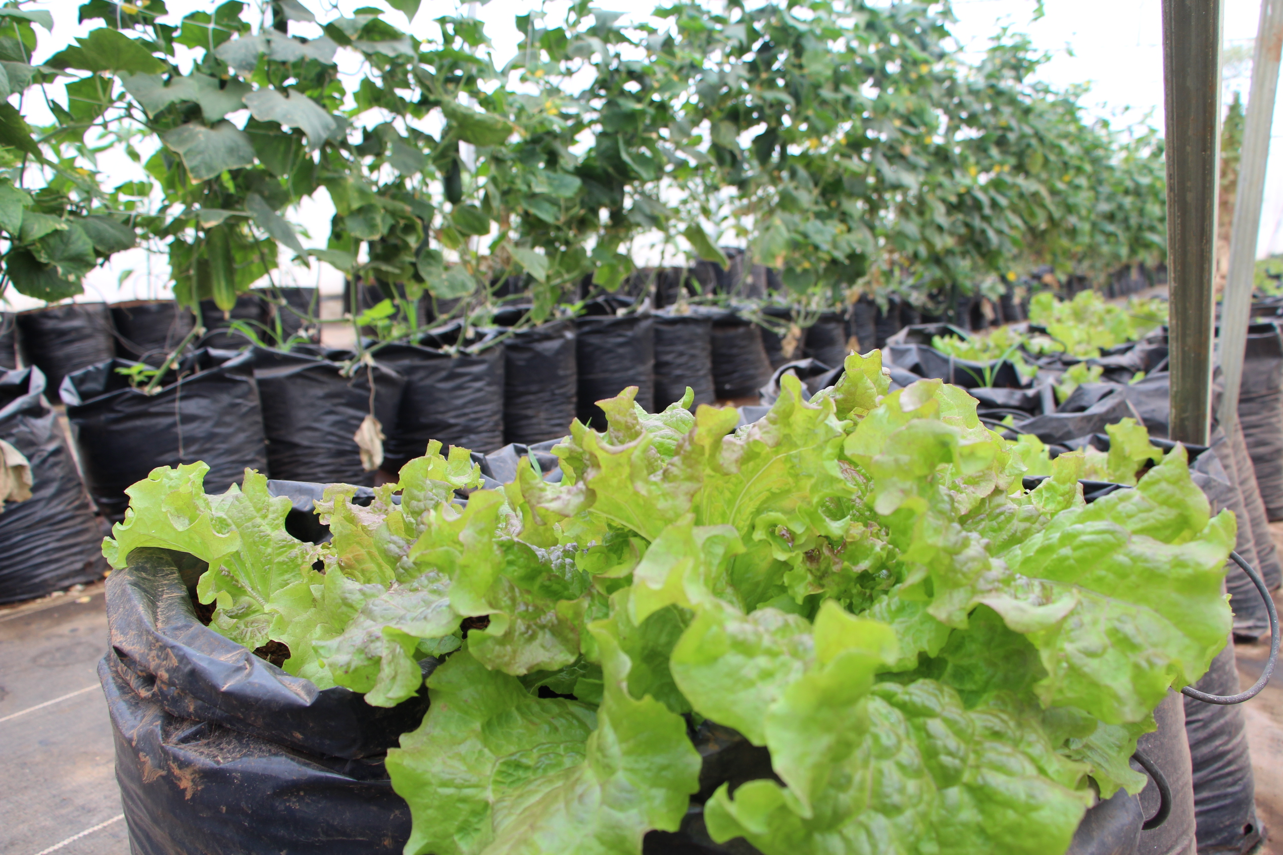 Lechugas Cosechadas en CUALTOS